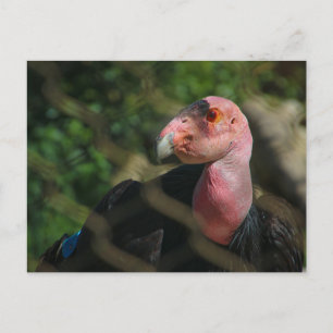 Carte Postale condor