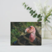 Carte Postale condor (Debout devant)