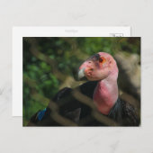 Carte Postale condor (Devant / Derrière)