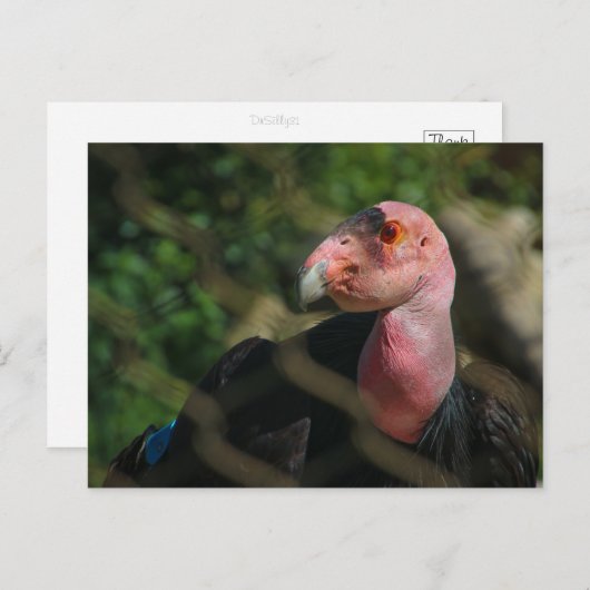 Carte Postale condor (Devant / Derrière)