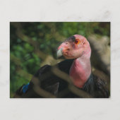 Carte Postale condor (Devant)