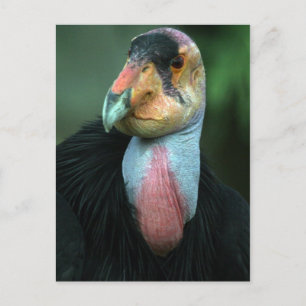 Carte postale Condor Californie