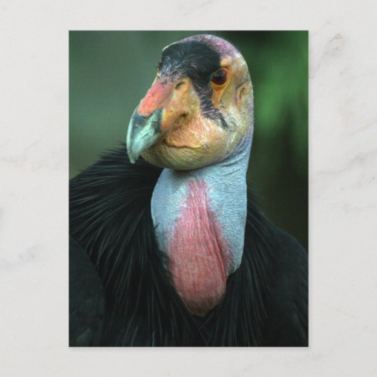 Carte postale Condor Californie (Devant)