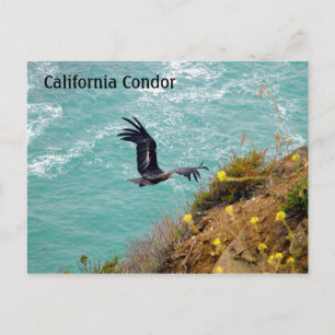 Carte postale Condor Californie
