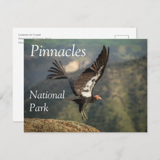 Carte Postale Condor in Flight, Parc national Pinnacles, CA (Devant / Derrière)