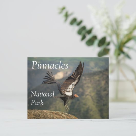 Carte Postale Condor in Flight, Parc national Pinnacles, CA (Debout devant)