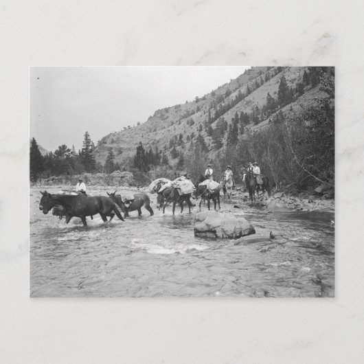 Carte Postale Conduire des mules à travers une rivière (Devant)
