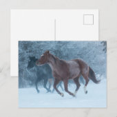 Carte Postale Conduite de chevaux (Devant / Derrière)