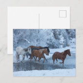 Carte Postale Conduite de chevaux en hiver (Devant / Derrière)