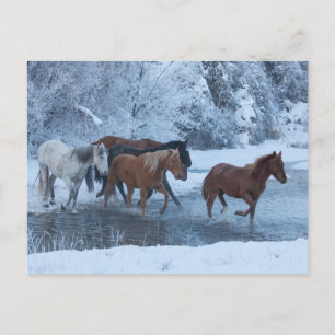 Carte Postale Conduite de chevaux en hiver