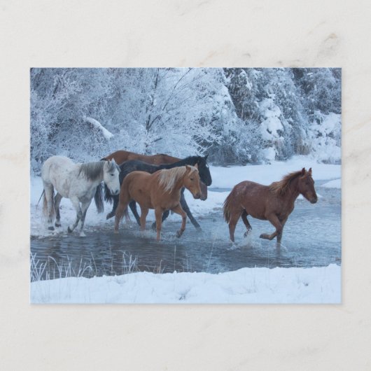 Carte Postale Conduite de chevaux en hiver (Devant)