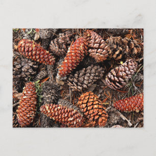 Carte Postale Cône de pin
