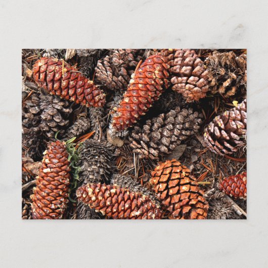 Carte Postale Cône de pin (Devant)