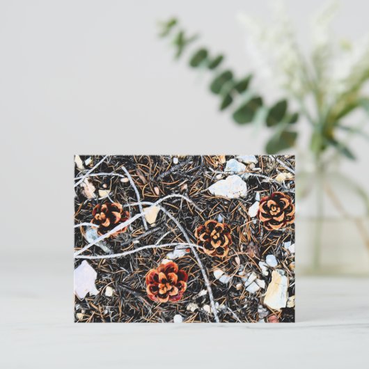 Carte Postale Cône de pin (Debout devant)