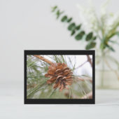 Carte Postale Cône de pin (Debout devant)