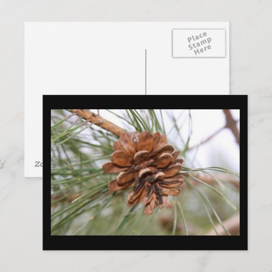 Carte Postale Cône de pin (Devant / Derrière)