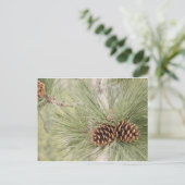 Carte postale cône de pin (Debout devant)