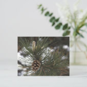 Carte Postale Cône de pin (Debout devant)