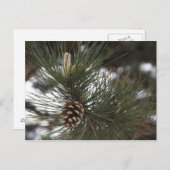 Carte Postale Cône de pin (Devant / Derrière)