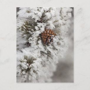 Carte Postale cône de pin lodgepole en hiver à Yellowstone