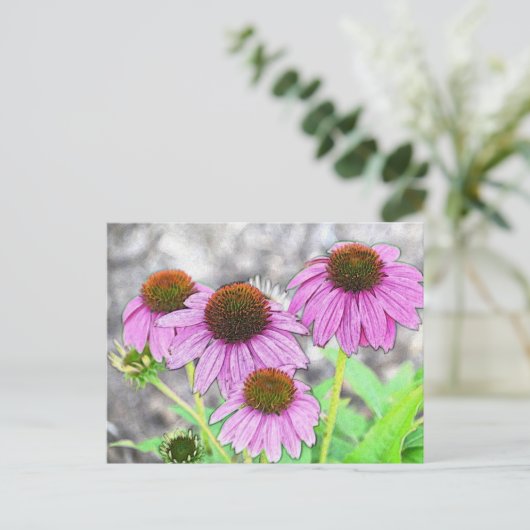 Carte Postale Coneflower (Debout devant)