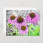Carte Postale Coneflower (Devant / Derrière)
