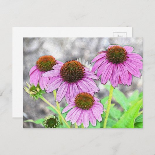 Carte Postale Coneflower (Devant / Derrière)