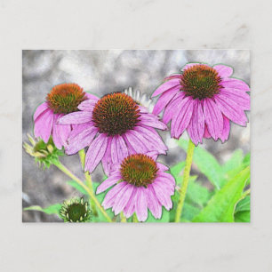 Carte Postale Coneflower