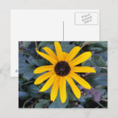 Carte Postale Coneflower 1 - educedbrainfart (Devant / Derrière)