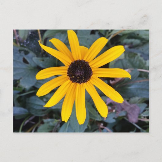 Carte Postale Coneflower 1 - educedbrainfart (Devant)