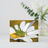 Carte Postale Conehead cricket on daisy (Debout devant)