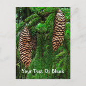 Carte Postale Cônes Et Aiguilles (Devant)