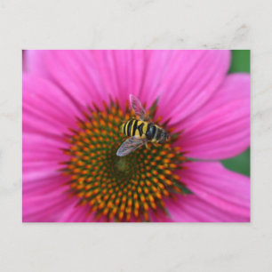 Carte Postale Confleur