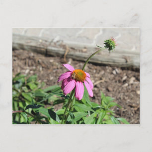 Carte Postale Confleur