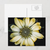 Carte postale Confleur Jaune Fleur de Miel (Devant / Derrière)
