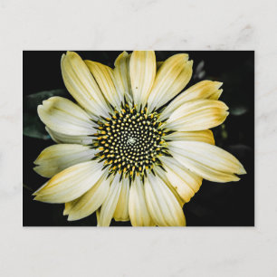 Carte postale Confleur Jaune Fleur de Miel
