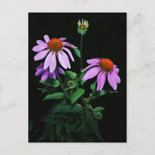 Carte Postale Confleur pourpre