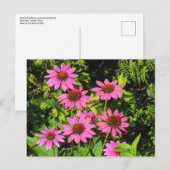 Carte Postale Confleurs violets, Bute Park, Cardiff, Pays de Gal (Devant / Derrière)