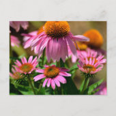 Carte Postale confleurs violets éclatants (Devant)