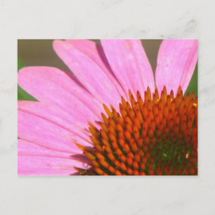 Carte Postale Conflowers