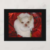 Carte postale confortable Chihuahua (Devant)