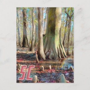 Carte postale Congaree de Caroline du Sud