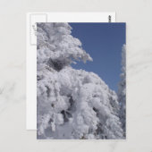 Carte Postale Conifères recouverts de neige (Devant / Derrière)