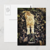 Carte postale Connecticut Kitty (Devant / Derrière)