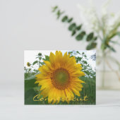 Carte postale Connecticut Sunflower (Debout devant)