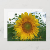 Carte postale Connecticut Sunflower (Devant / Derrière)