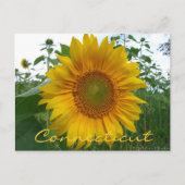 Carte postale Connecticut Sunflower (Devant)