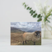 Carte postale Connemara Sheep, Irlande (Debout devant)