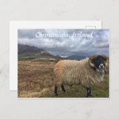 Carte postale Connemara Sheep, Irlande (Devant / Derrière)