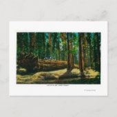Carte Postale Connexion automatique dans la forêt géante, séquoi (Devant)